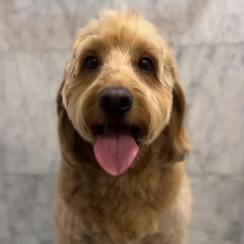 1. Mobile Pet Grooming in Manhattan