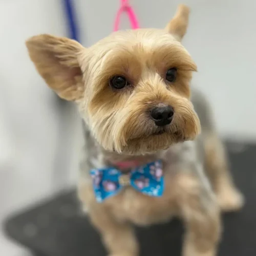 2 Mobile Pet Grooming in Manhattan