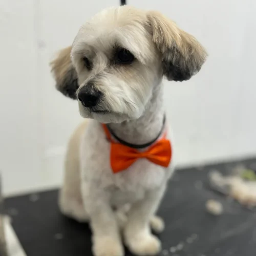 3 Mobile Pet Grooming in Manhattan