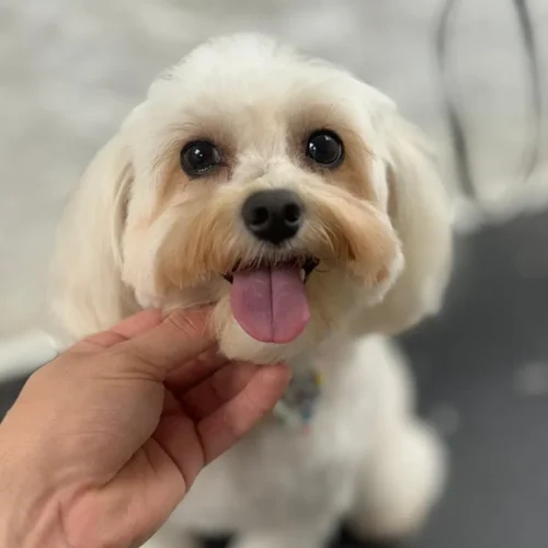 4 Mobile Pet Grooming in Manhattan