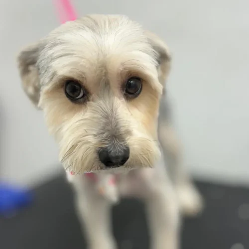 5 Mobile Pet Grooming in Manhattan