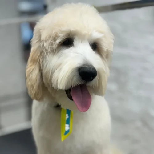 7 Mobile Pet Grooming in Manhattan