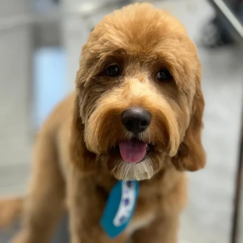 Mobile Pet Grooming in Manhattan